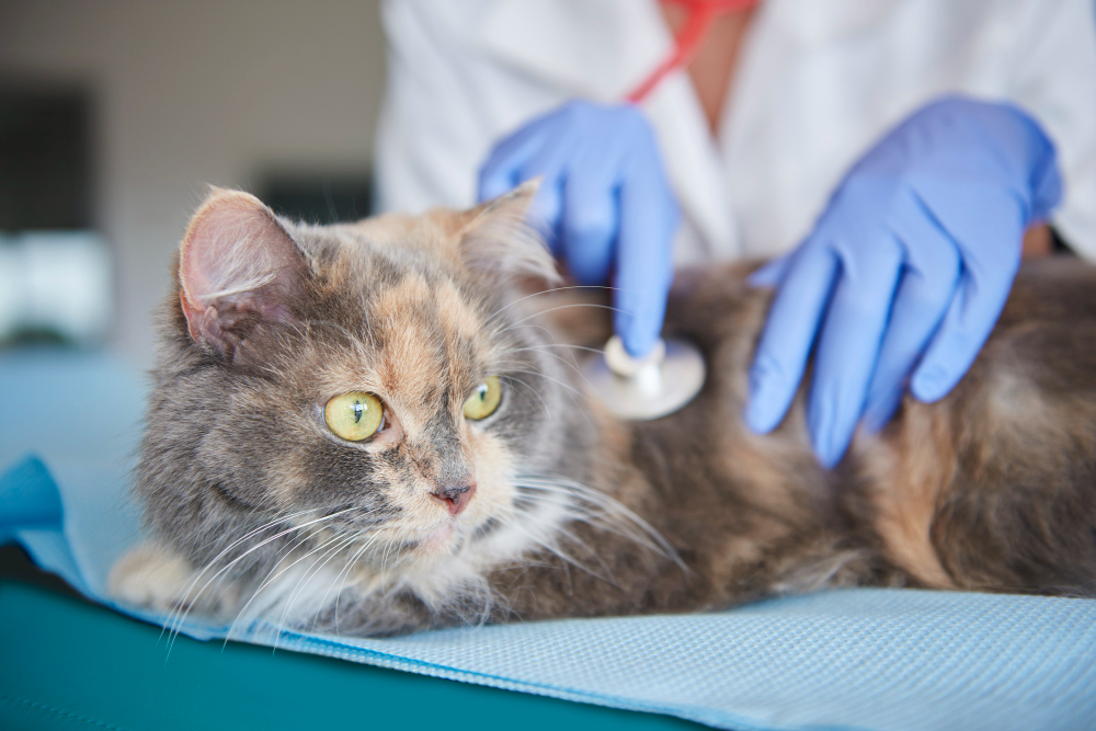 Prevent Common Parasite Infections in Pets