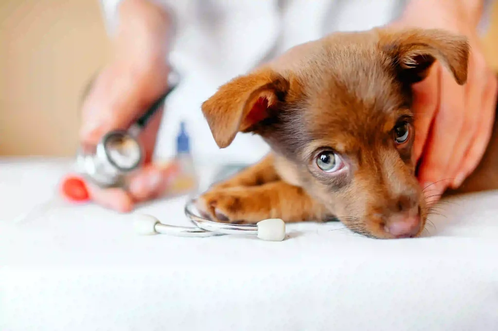 Common diseases in pets