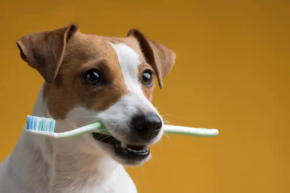 The Role of Dental Health in Your Pet’s Overall Well-being