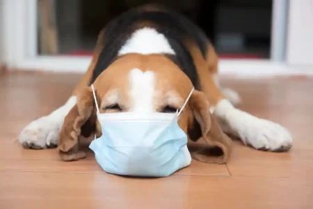 Common diseases in pets-6