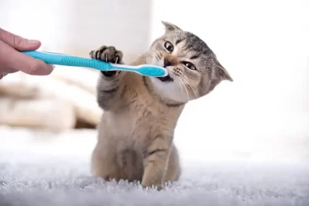 Dental Health in Your Pet’s